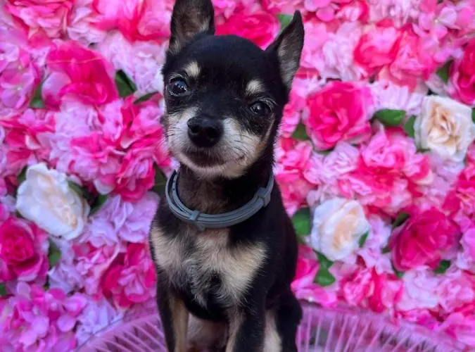 L'angolo Rosa * Carosino