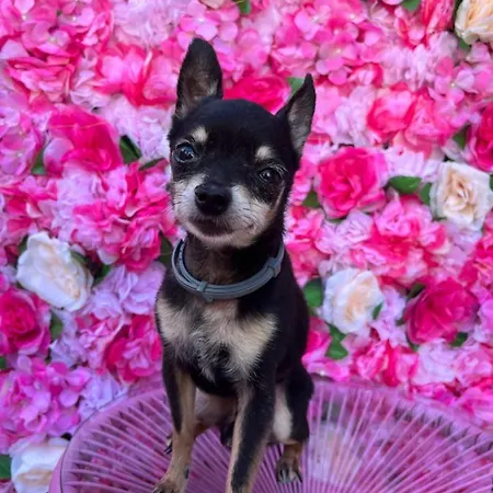 L'angolo Rosa * Carosino